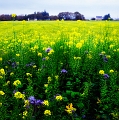 paysage 1_11_11n03